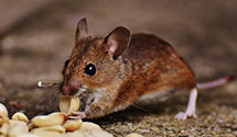 dead-animal-removal-and-decontamination Experts in Jackson Township